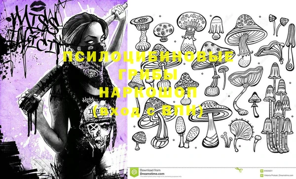 хмурый Аркадак